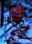 red-roseX.jpg.JPG