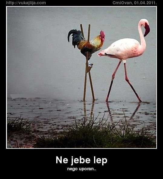 petao[1].jpg